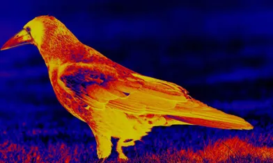 熱カメラは表土の湿度レベルを検出できますか?